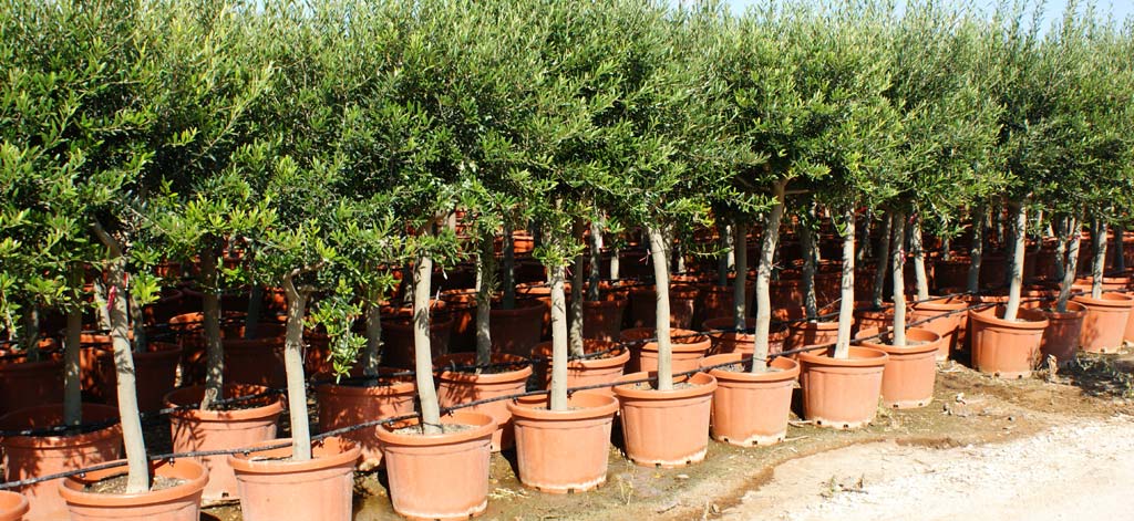 BottomLine Business Brokers | The Best Businesses for Sale