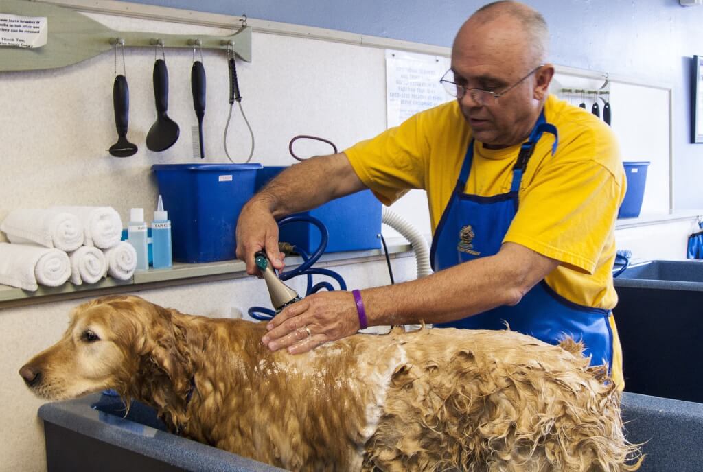 Pet Grooming Salon in an Outstanding Location